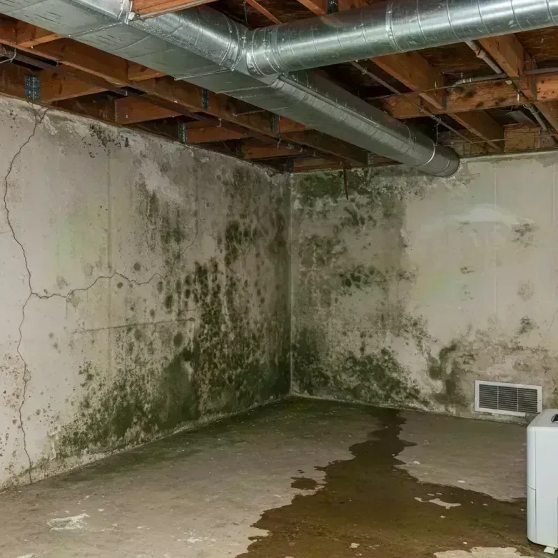 Professional Mold Removal in Irving Park, IL